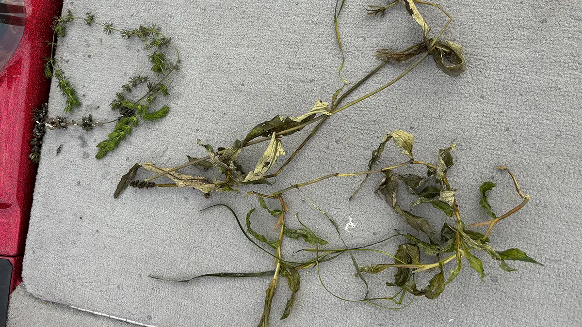 Illinois pondweed and coontail