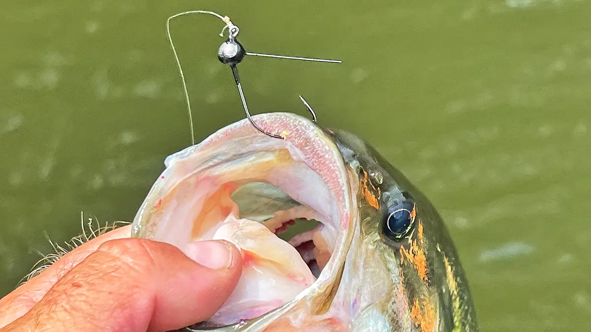 close up of bass' mouth with a WOO! Tungsten Wacky Jig