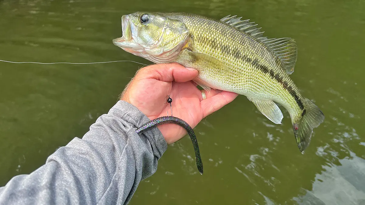 angler holding up a bass with a WOO! Tungsten Wacky Jig in its mouth