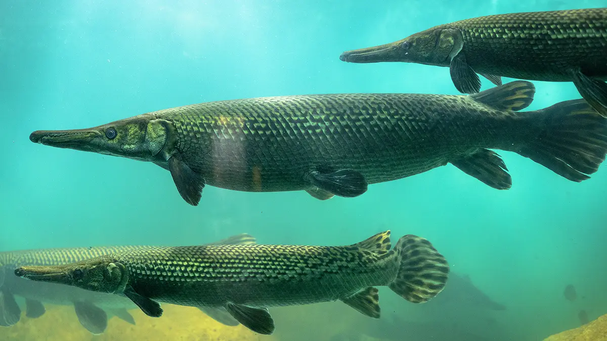 adobe stock underwater photo of grouping of alligator gar