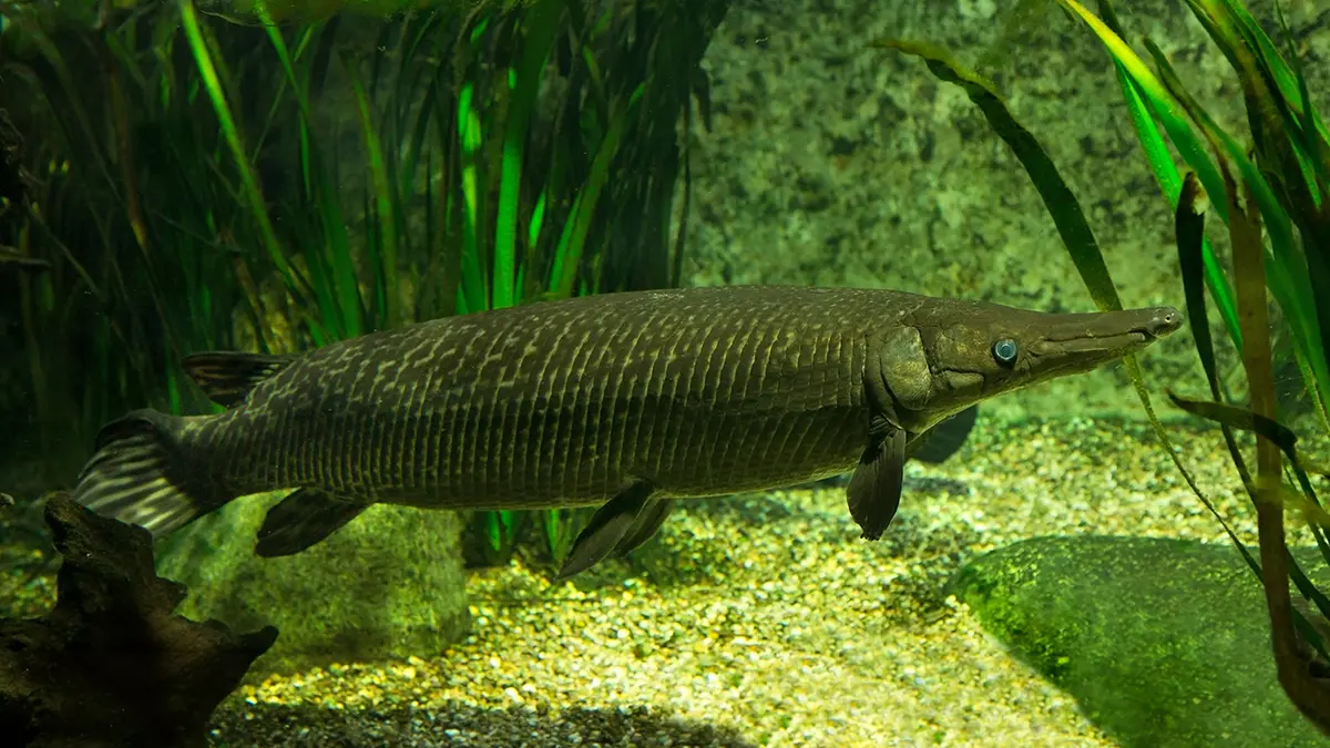 adobe stock underwater photo of alligator gar in front of vegetation