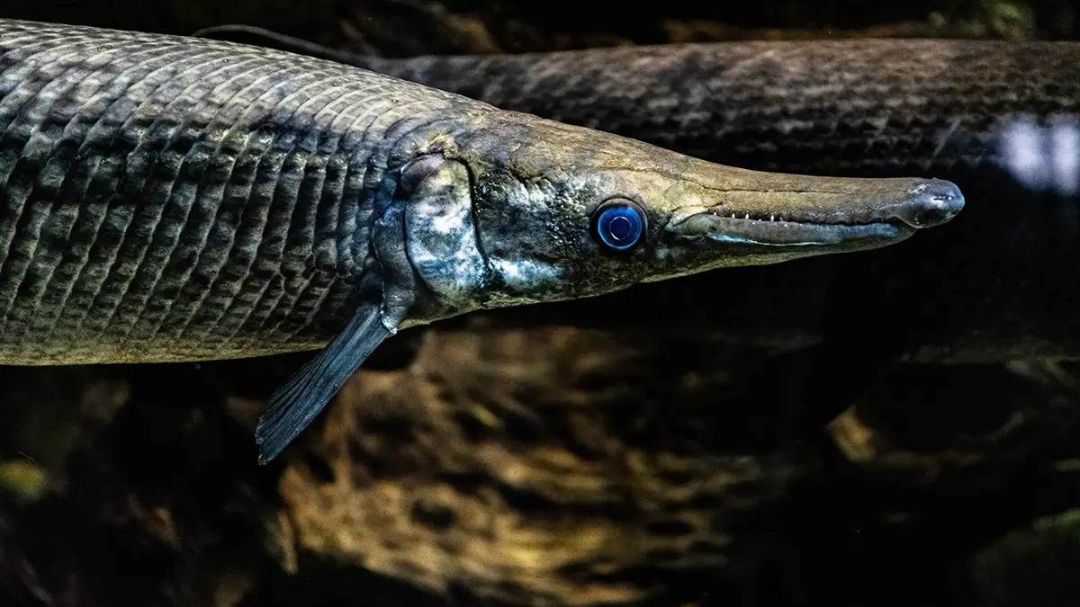 adobe stock photo underwater up close of alligator gar head