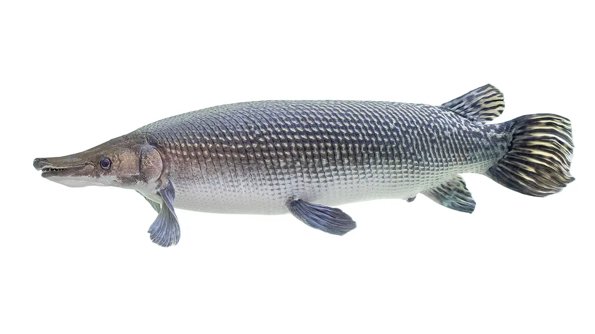 adobe stock photo of alligator gar on white background