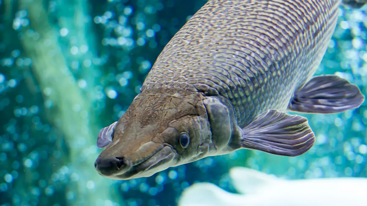 adobe stock underwater photo of alligator gar from the front