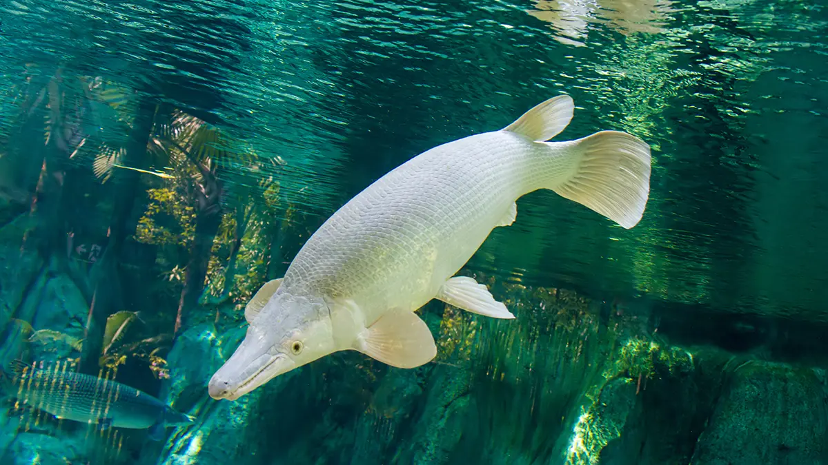 adobe stock photo underwater from front white alligator gar