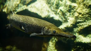 Alligator Gar: A Comprehensive Species Guide 