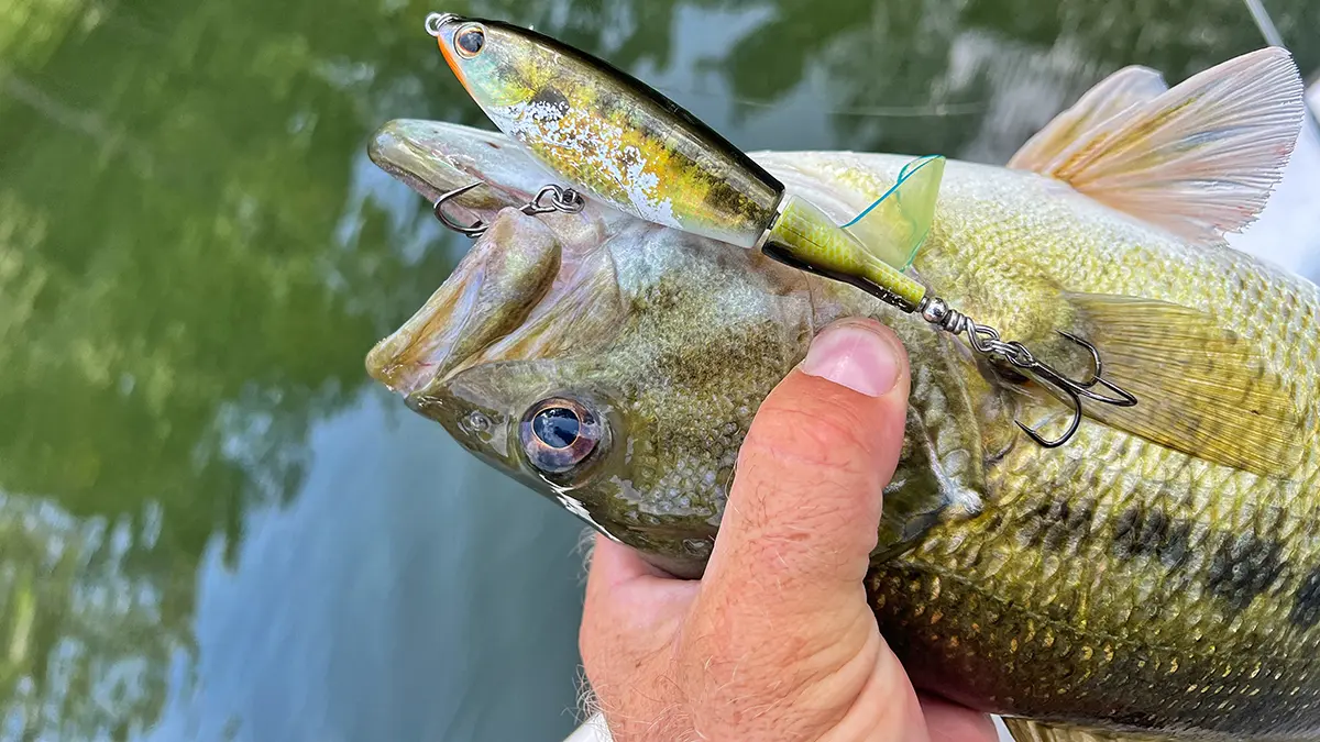 a bass with a berkley choppo in its mouth