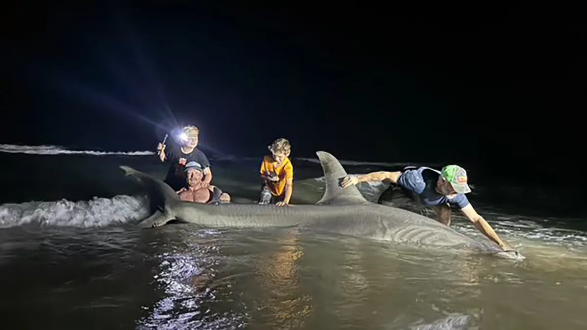 big hammerhead caught at night