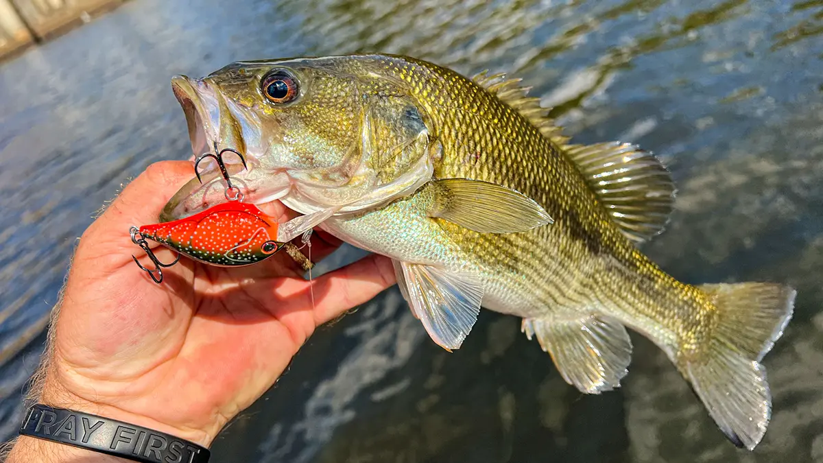 bass caught on crankbait