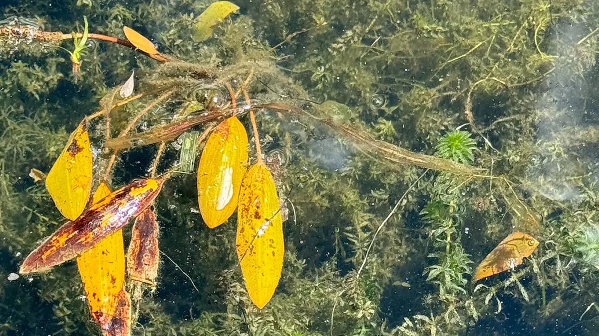 hydrilla