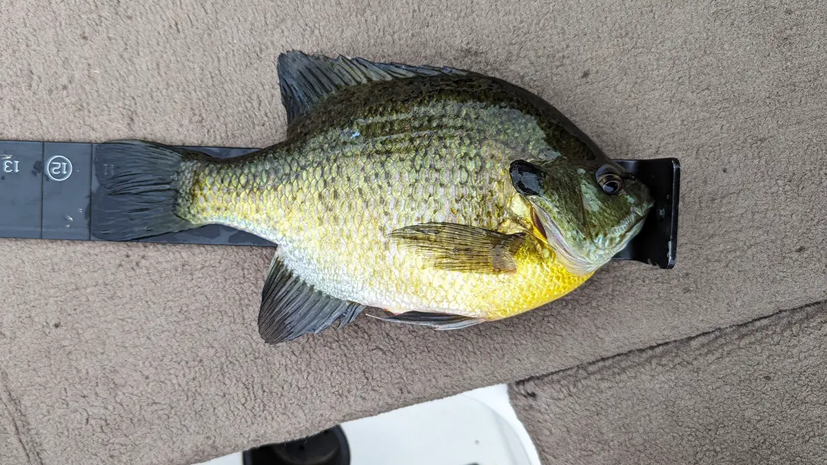 a panfish laying on a ruler to be measured on a boat deck