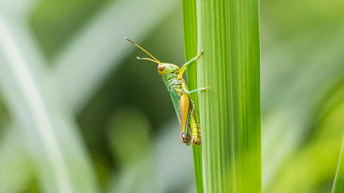 grasshopper