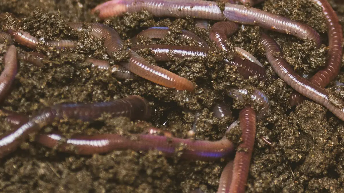 earthworms 