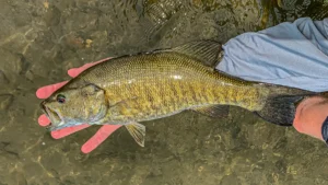 Why a Drop Shot is the Best Smallmouth Lure