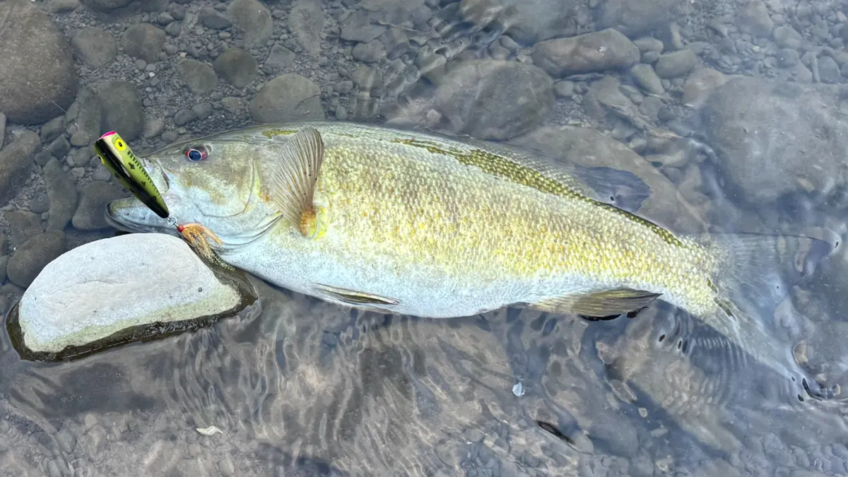 smallmouth caught on Pop R