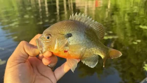 Panfishing Through the Summer Heat