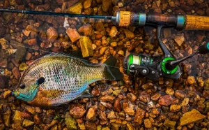 Why Every Angler Needs an Ultralight Fishing Rod