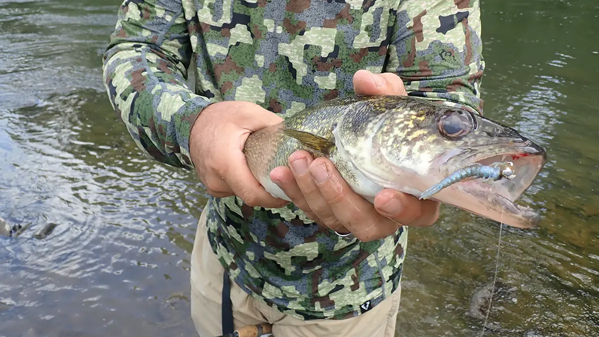 walleye caught on Rebel Liveflex Creek Creature