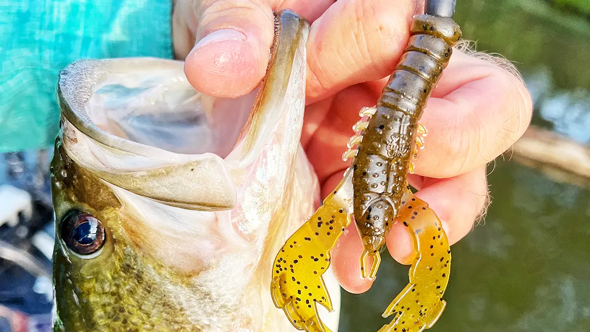 A bass with a yamamoto yama craw in its mouth