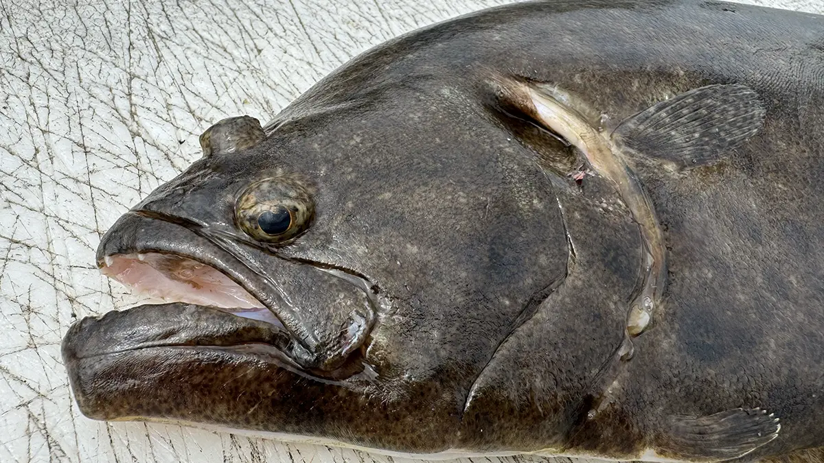 Fluke (summer flounder)