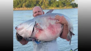 Would-Be Record Blue Catfish Released