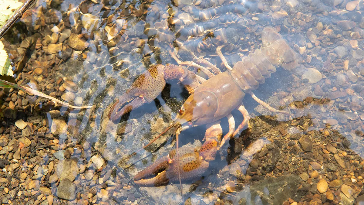 adobe stock crayfish in water birds eye