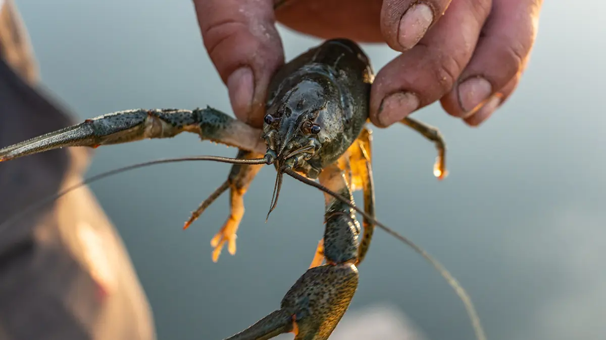 adobe stock hand holding crayfish out of water