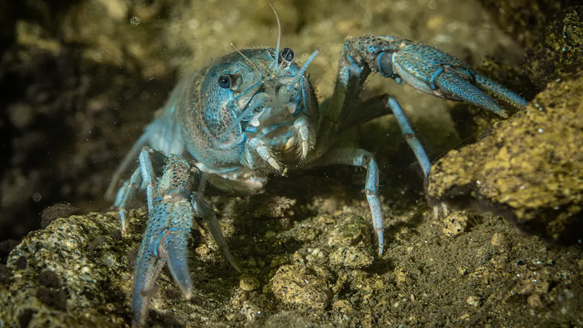 adobe stock crayfish underwater front view