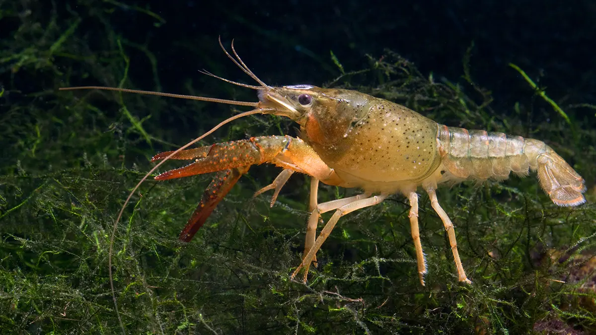 adobe stock crayfish underwater habitat