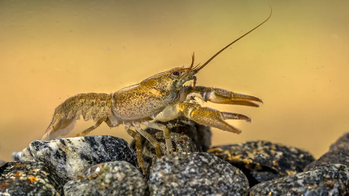 adobe stock crayfish underwater side profile