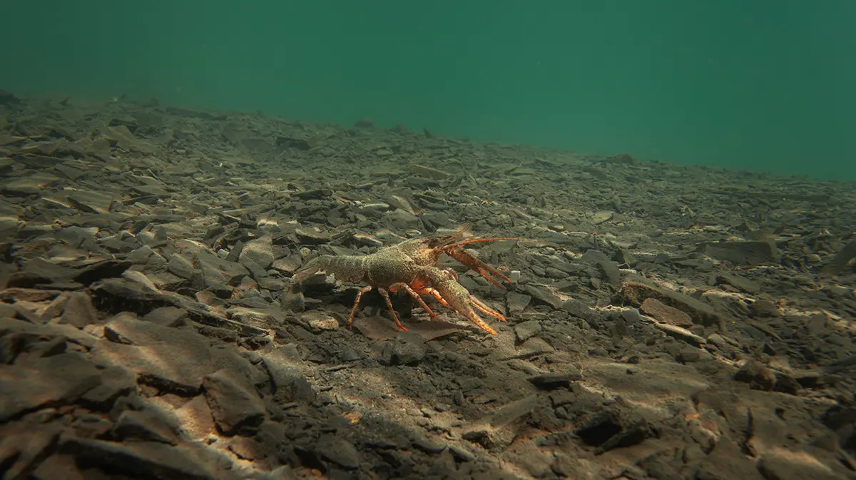 adobe stock crayfish underwater