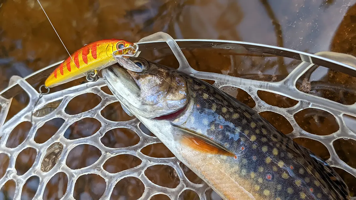 brook trout in net with lure in mouth