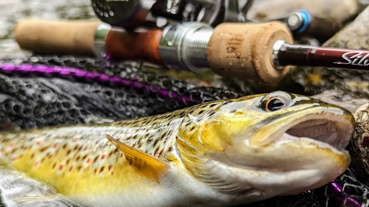 close up tackle box and rods