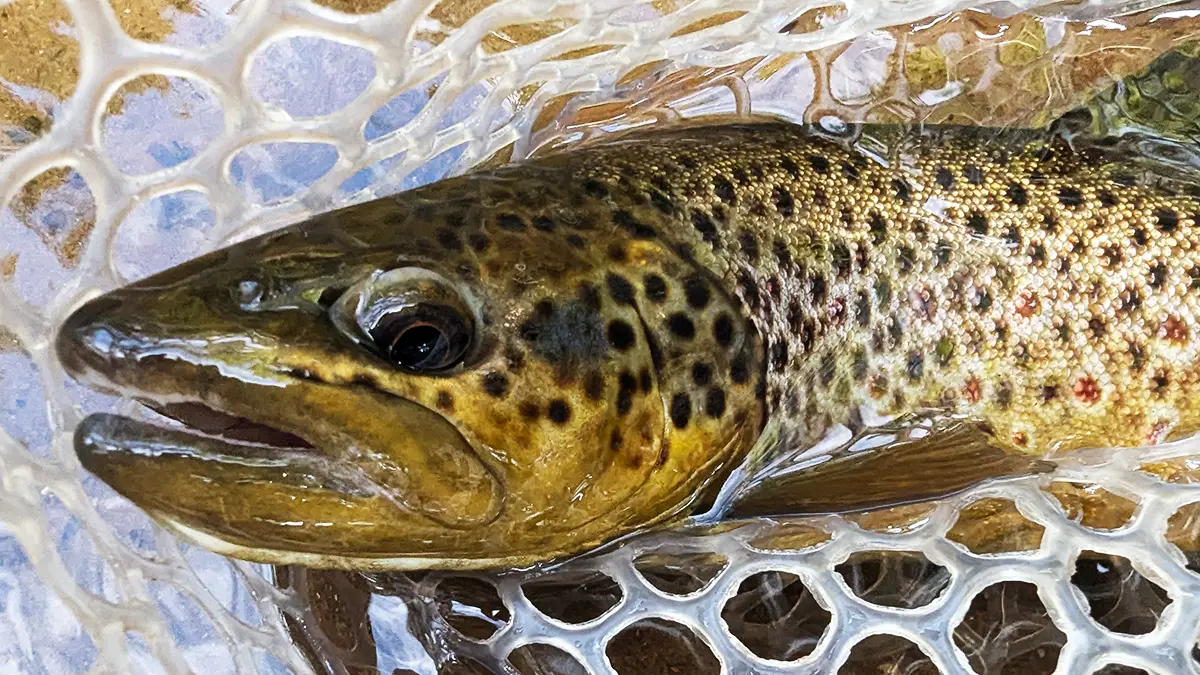 brown trout in net