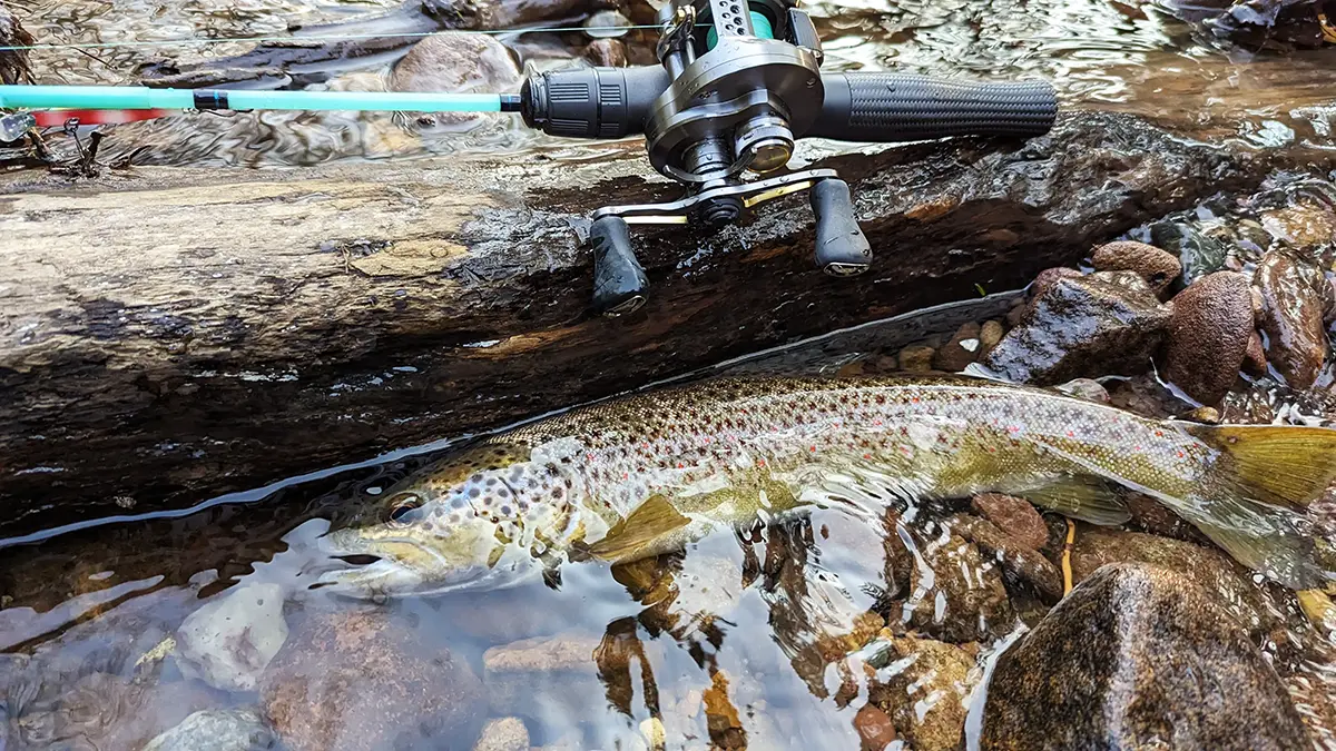 brown trout laying in water