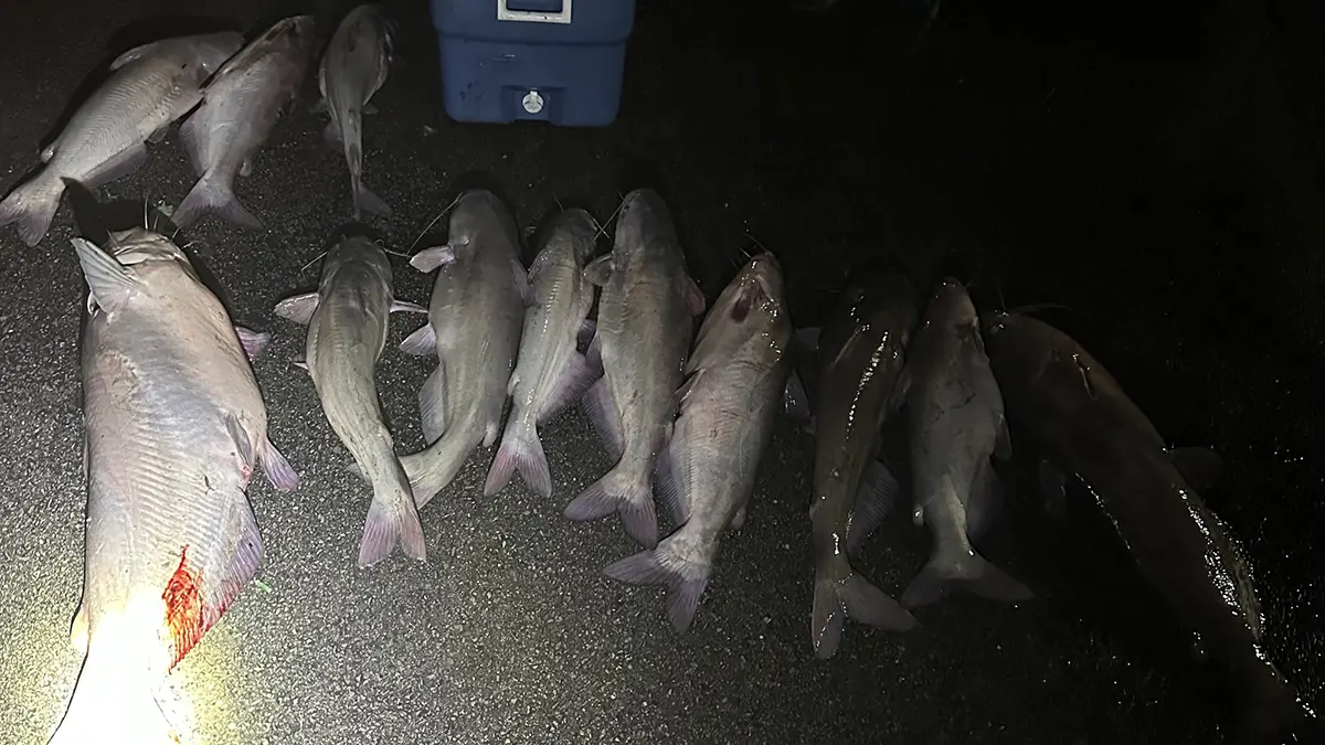 catfish involved in Kentucky poaching case