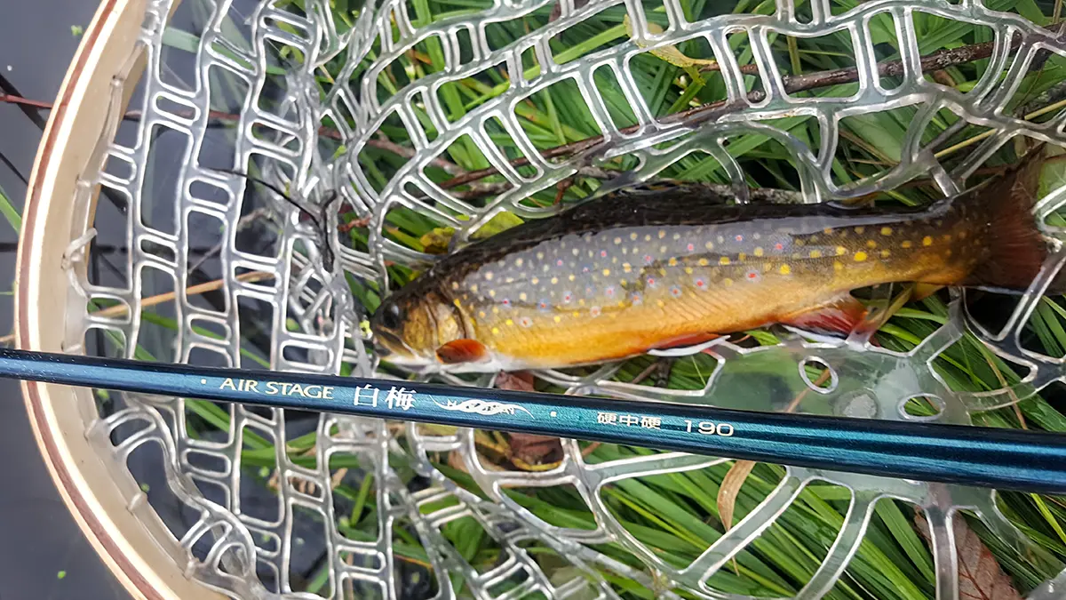 little brook trout in net