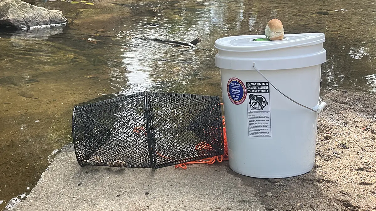 minnow trap and bait bucket