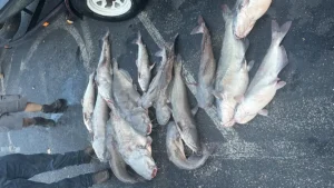 Catfish Trafficked Across State Lines in Pay Lake Smuggling Scheme