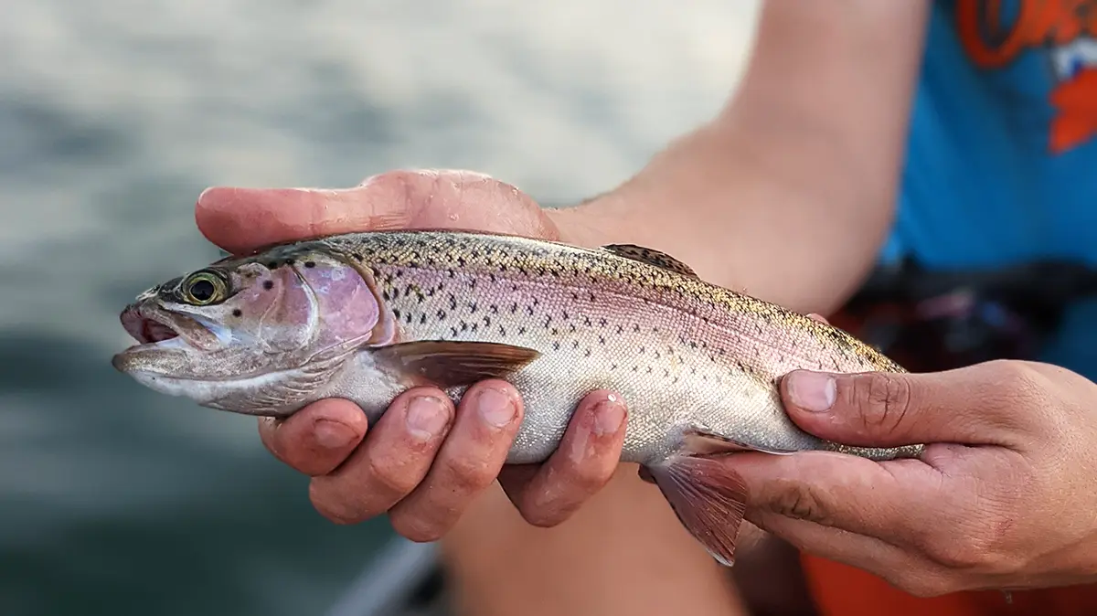 rainbow trout close up