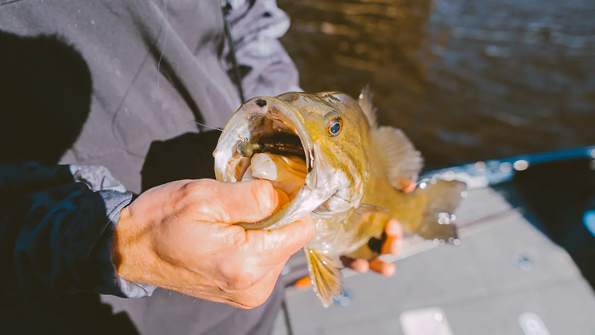 smallmouth bass caught on football jig