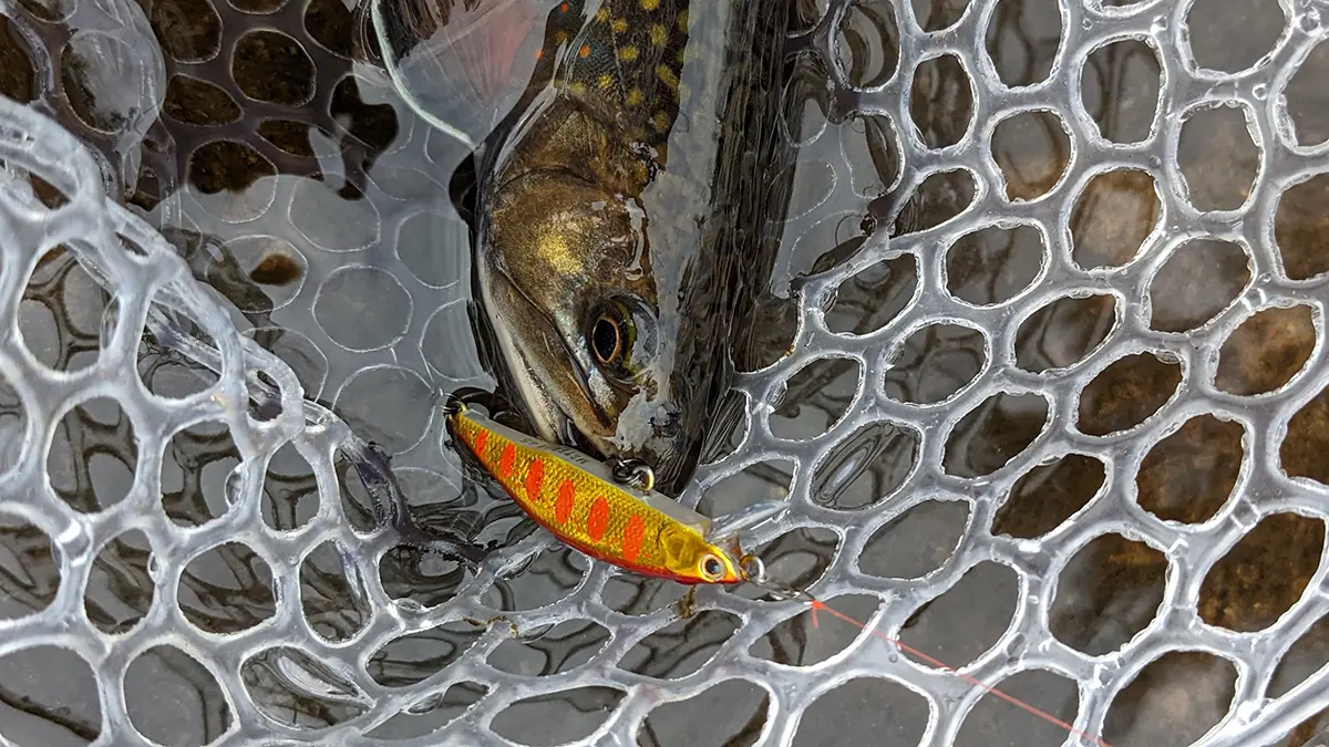 trout in net with lure