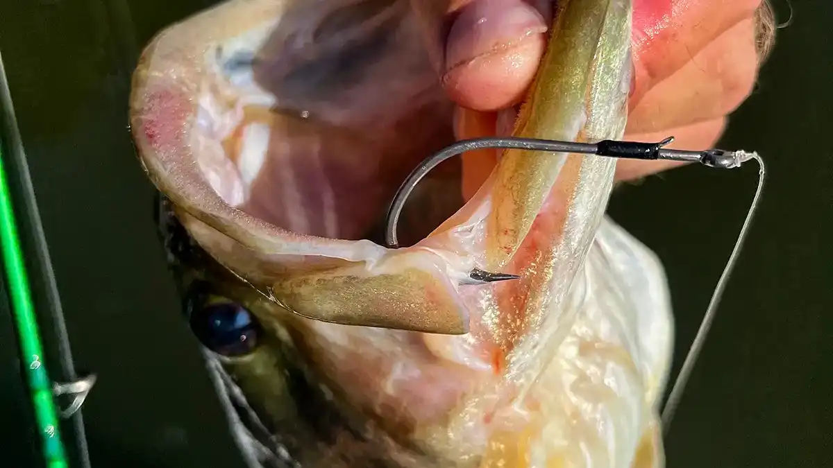 BKK hook in bass