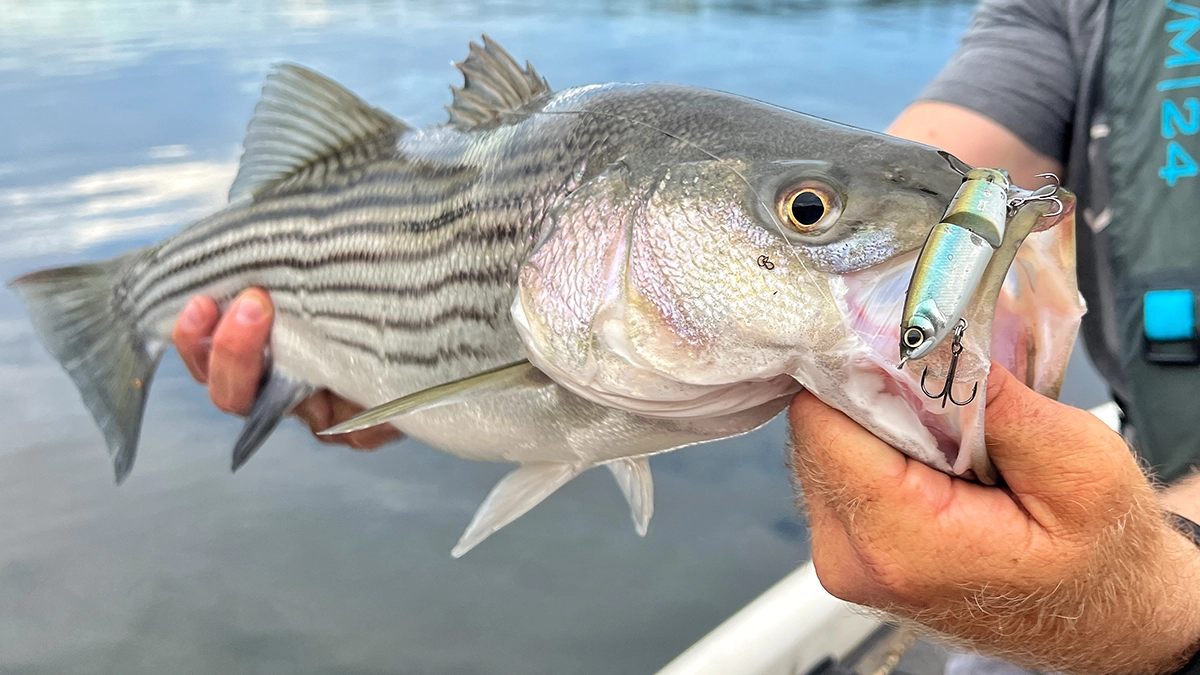 Shimano BT Bait 99 and striped bass