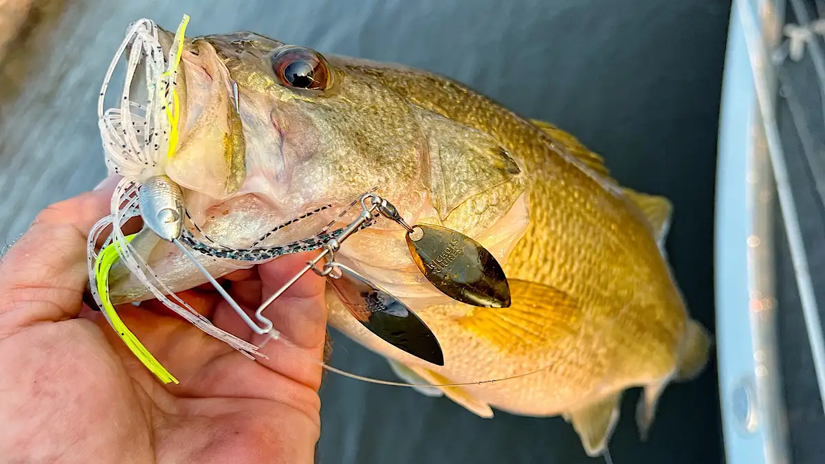 bass with Spinnerbait (Nichols Catalyst) 1