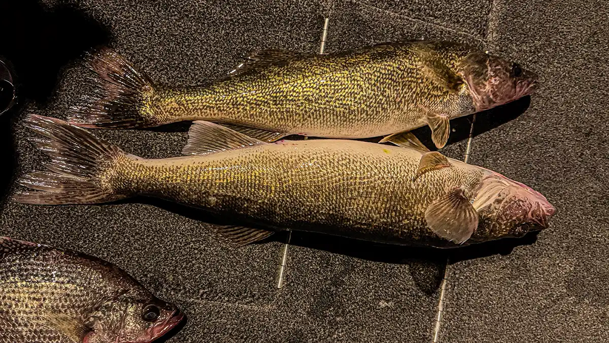 walleye for dinner