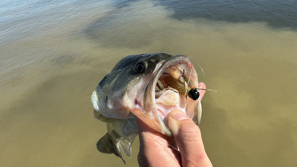 bass caught in stained water