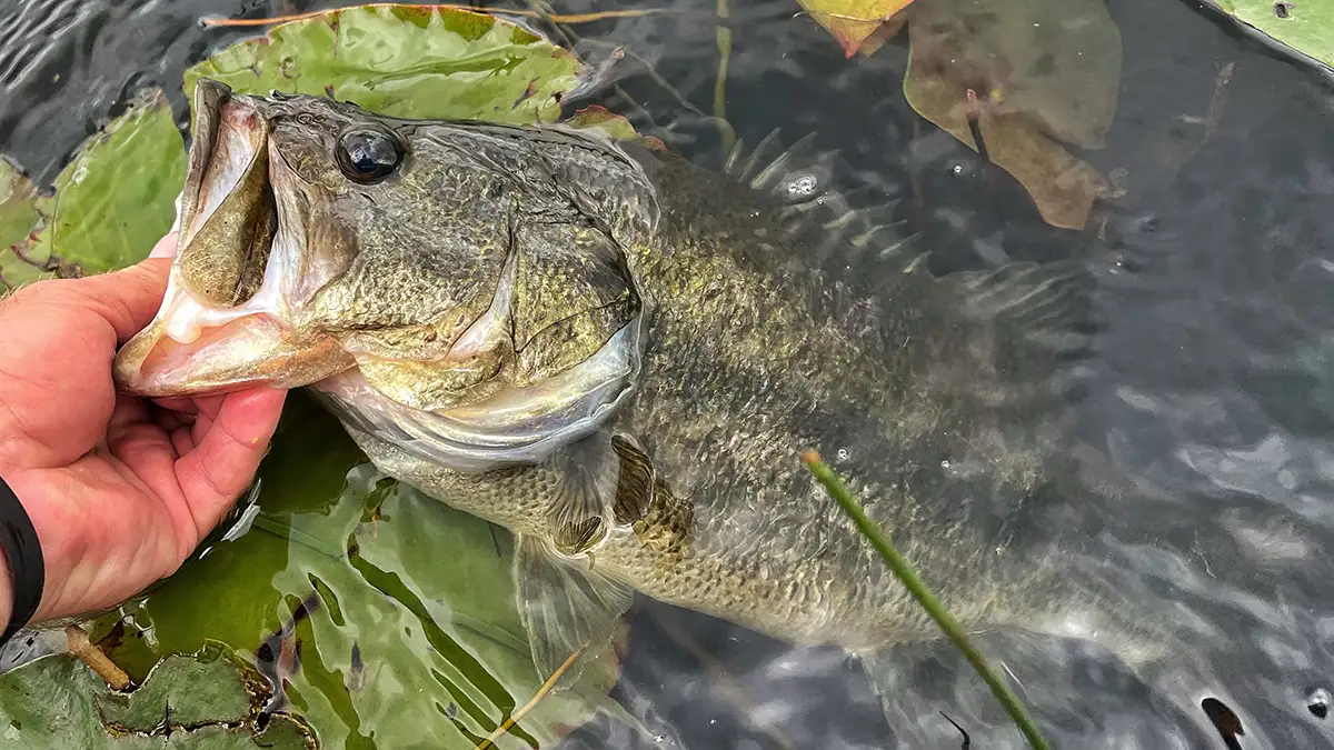 bass on vegetation