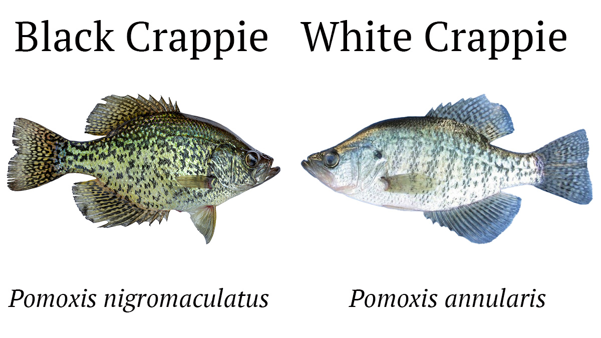 black and white crappie comparison