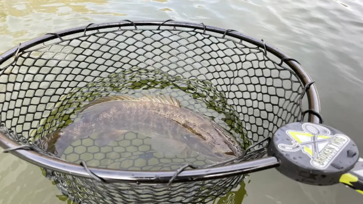 Indiana kayak angler Josh Chrenko shows us the capability of this unique style landing net. 